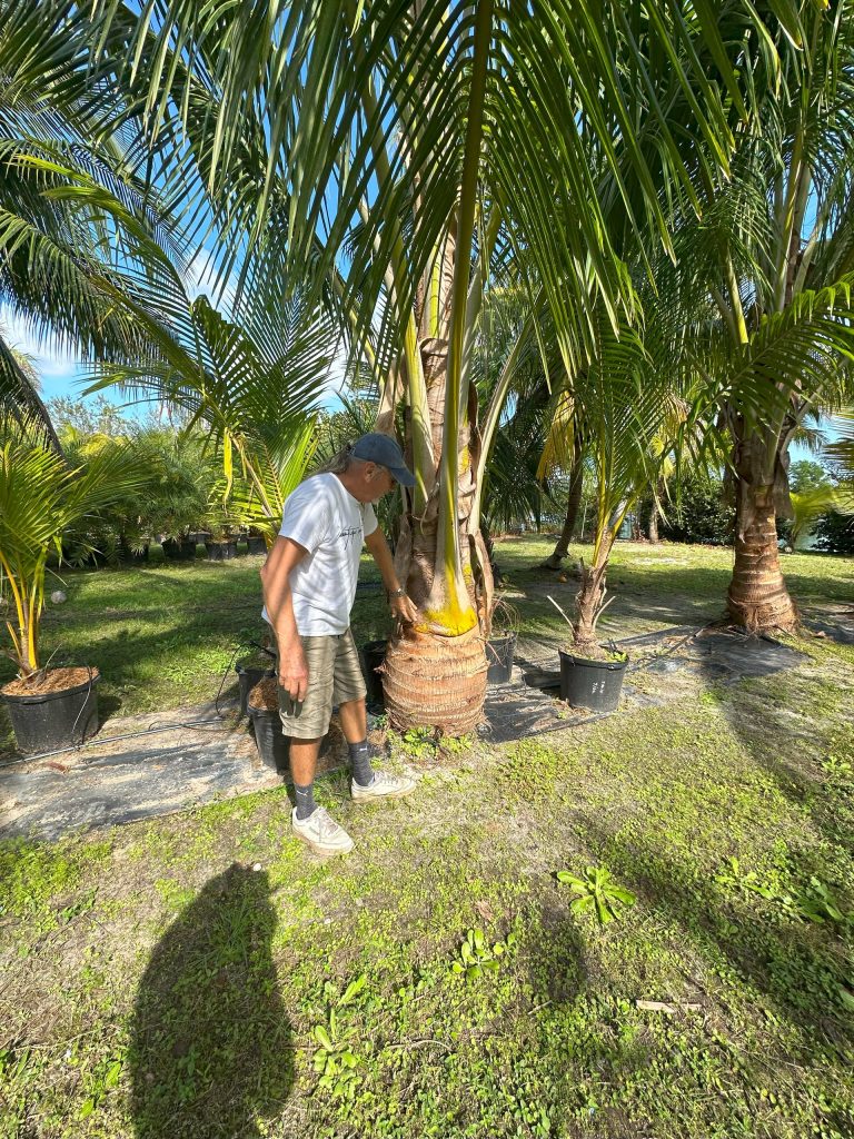 Palm Trees in Hobe Sound with man standing next to it