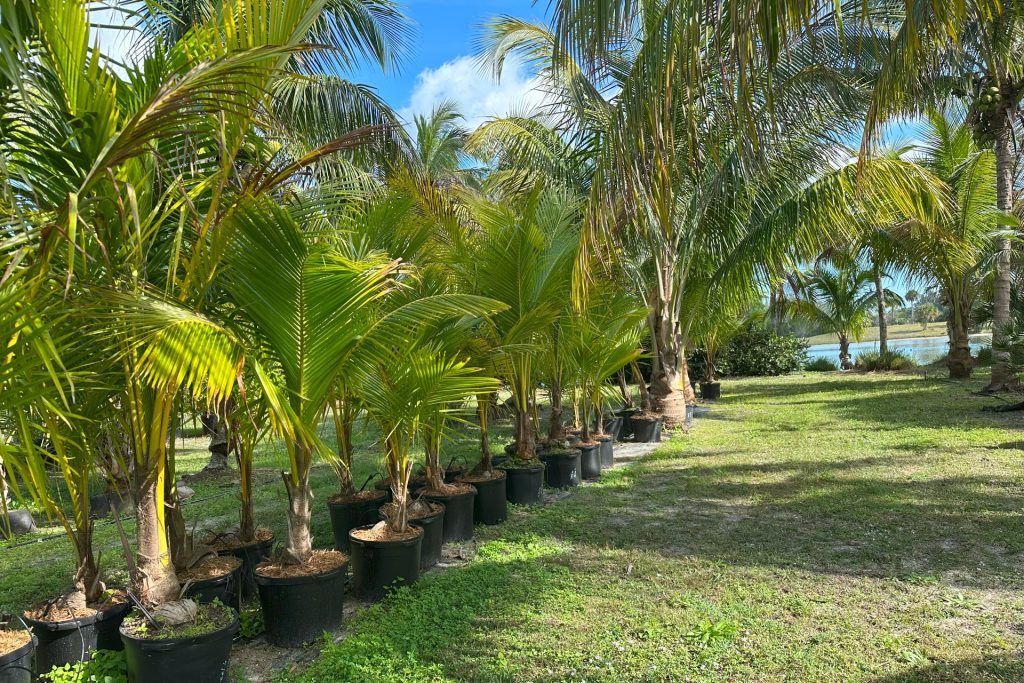 a row of palm trees in pots next to a lake in hobe sound