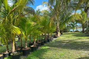 a row of palm trees in pots next to a lake in hobe sound