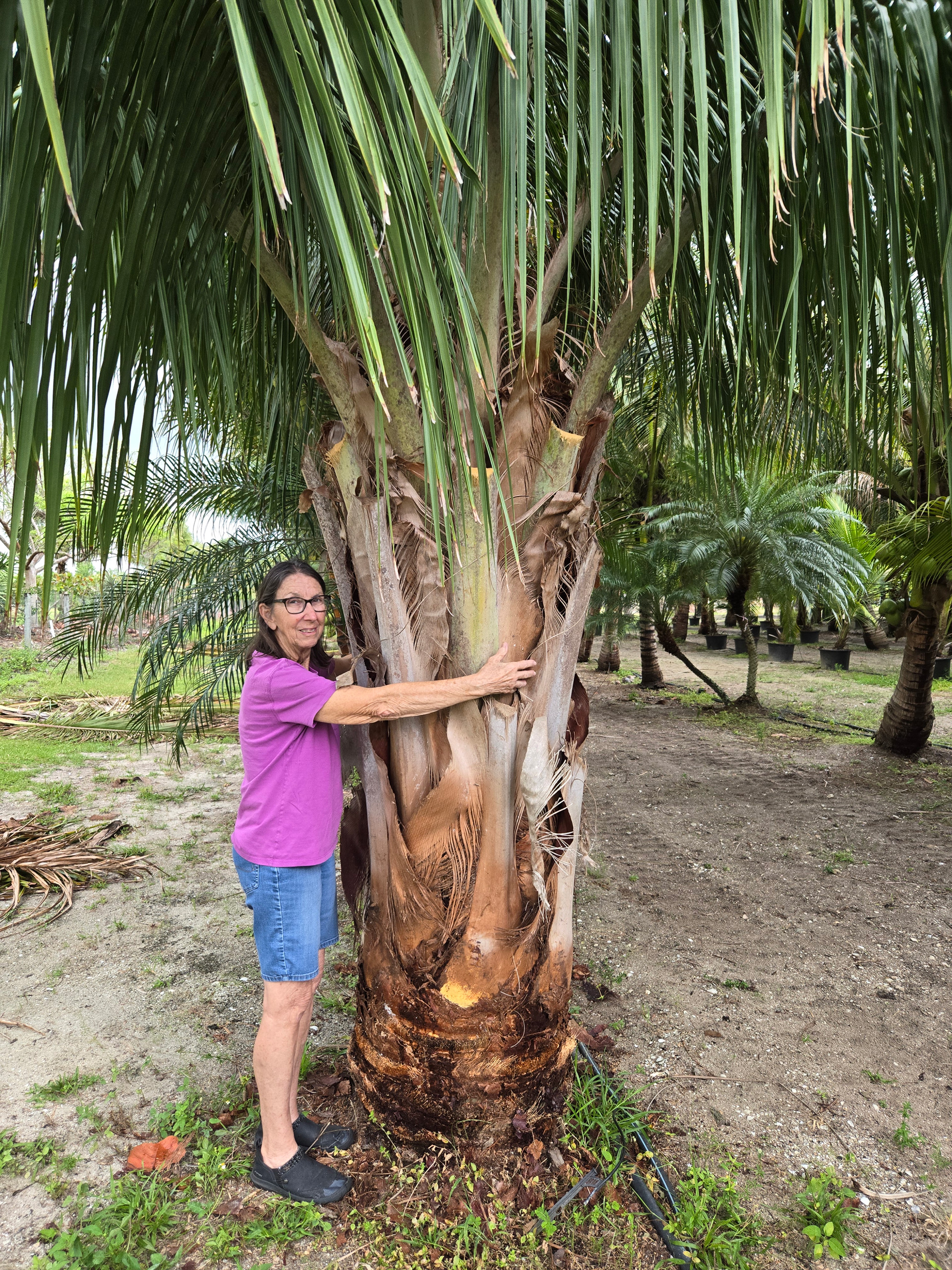 alfredii palm tree hobe sound women standing demonstrating tree width