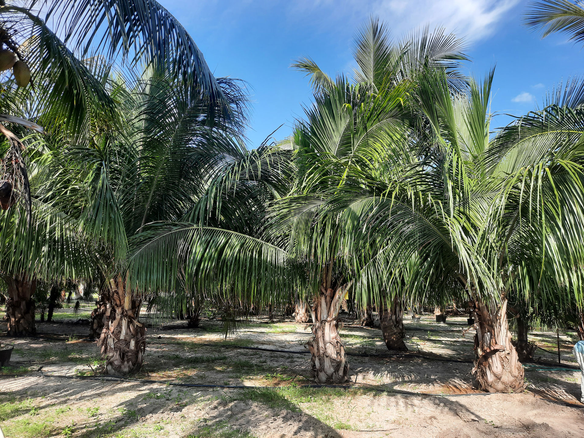 alfredii palm trees at the hobe sound tree farm