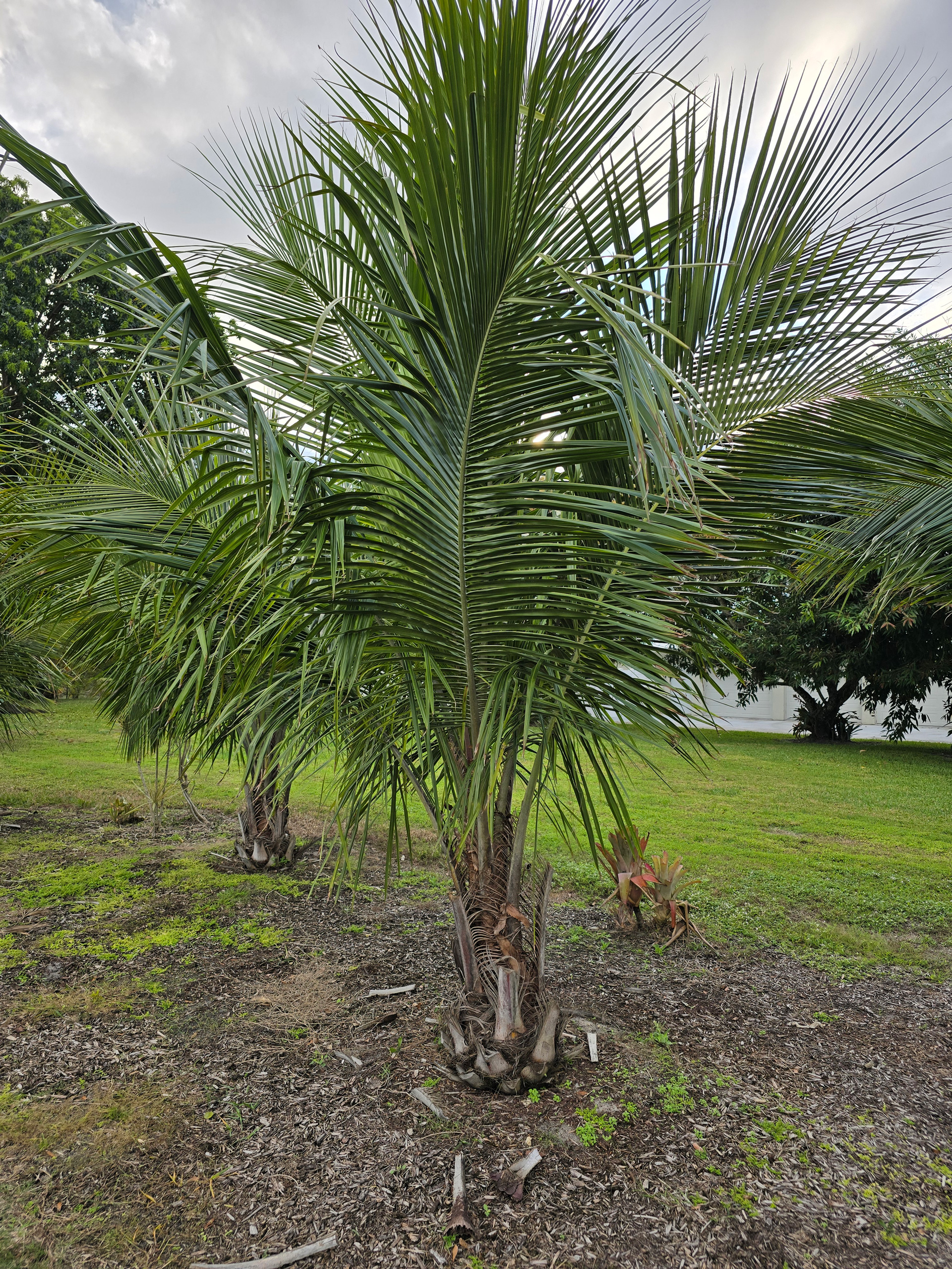 alfredii palm tree hobe sound