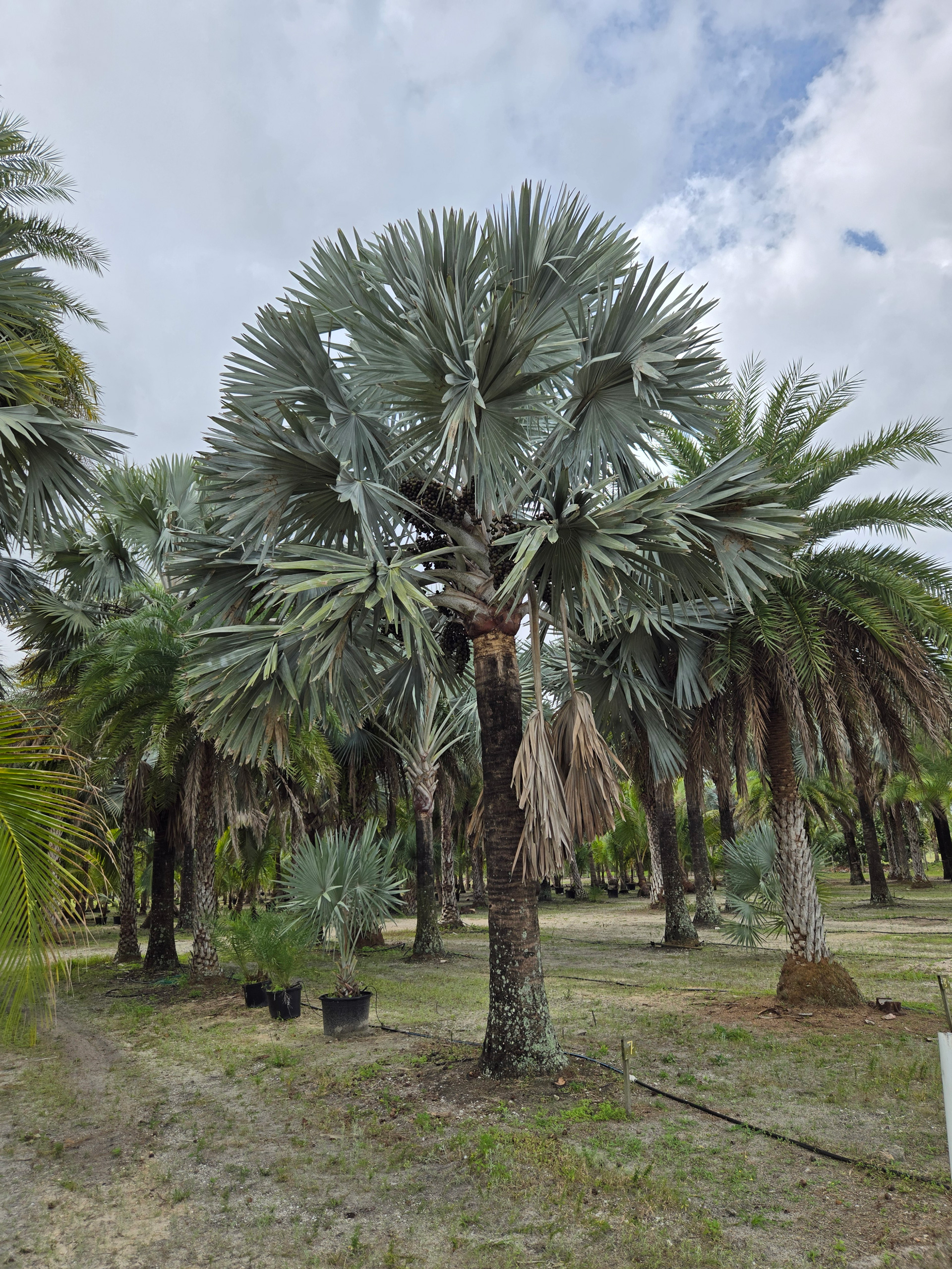 bismarckia palm trees hobe sound bismarckia palm trees hobe sound