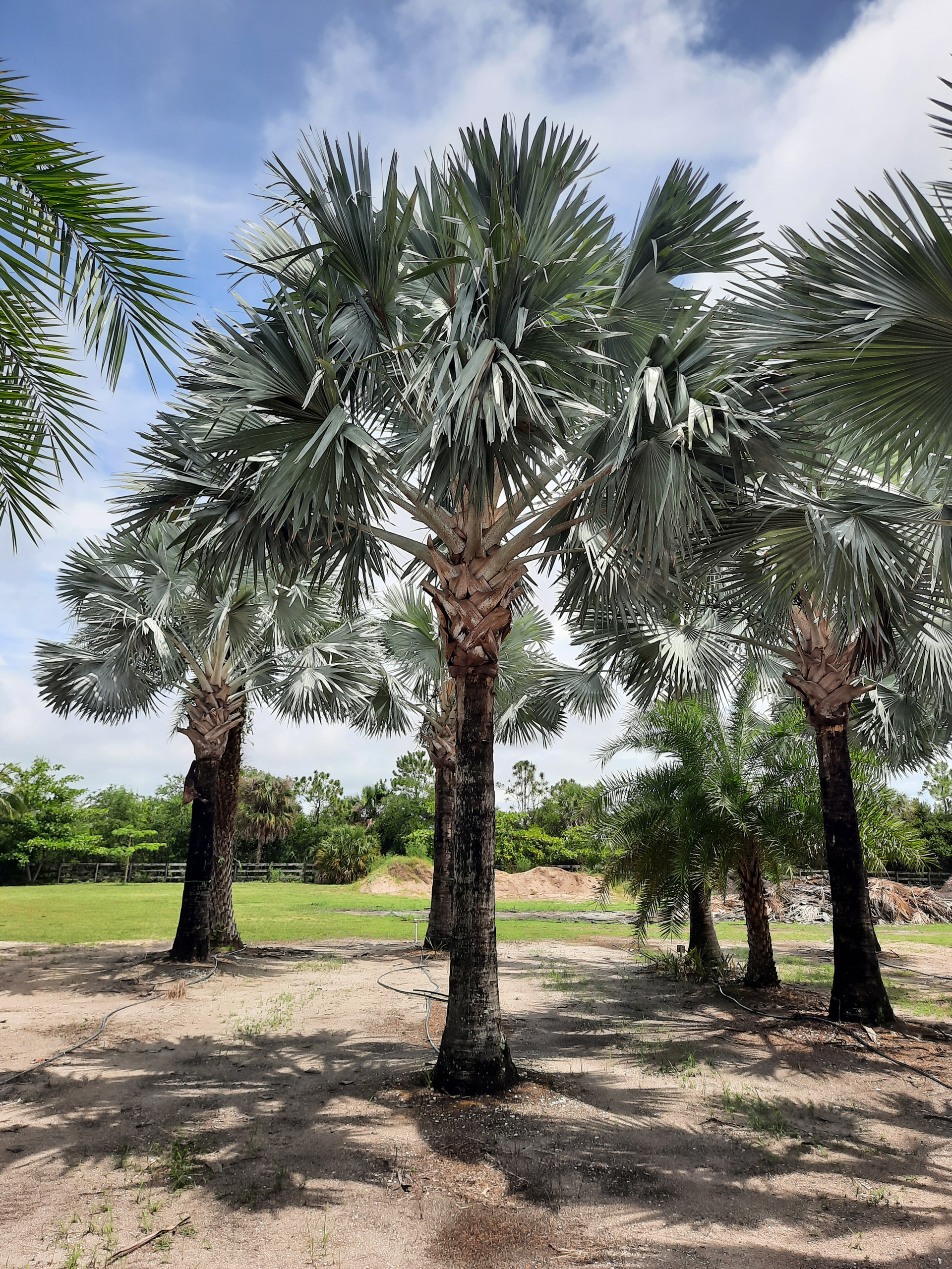 Bismarckia Palm Trees Hobe Sound tree farm Bismarckia Palm Trees Hobe Sound tree farm