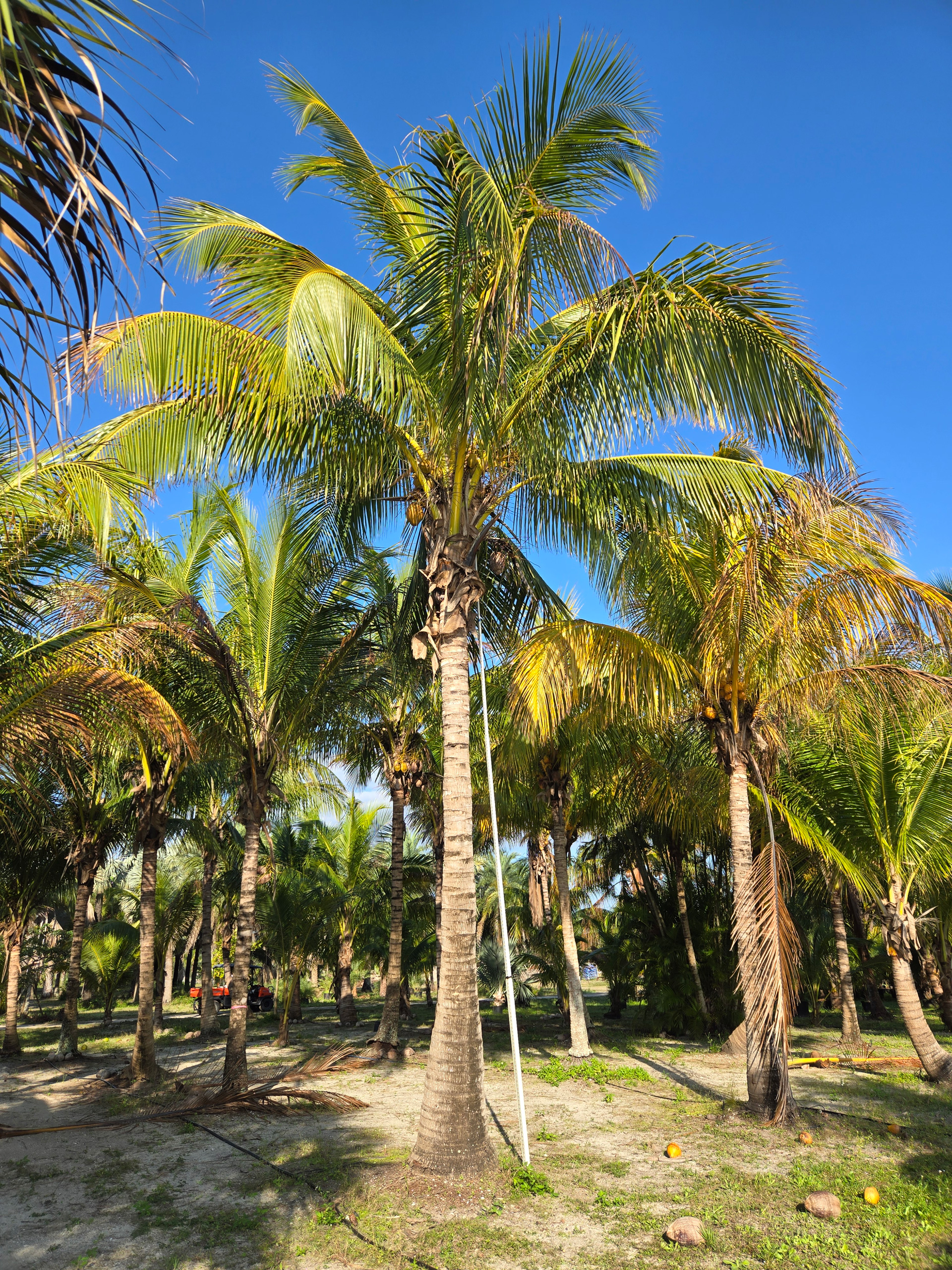 coconut palm tree hobe sound measuring height coconut palm tree hobe sound measuring height