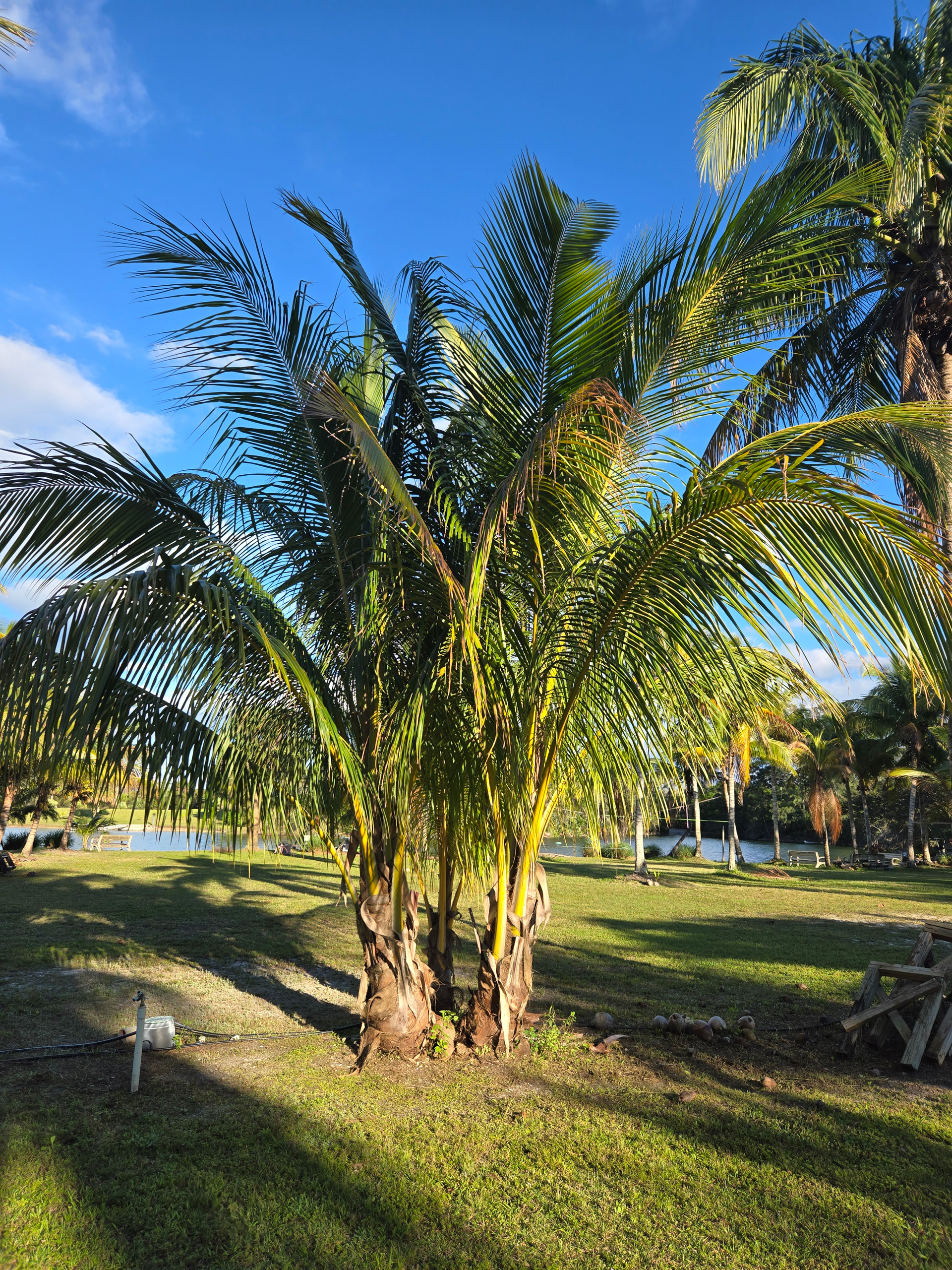 beautiful coconut palm tree on the lake beautiful coconut palm tree on the lake
