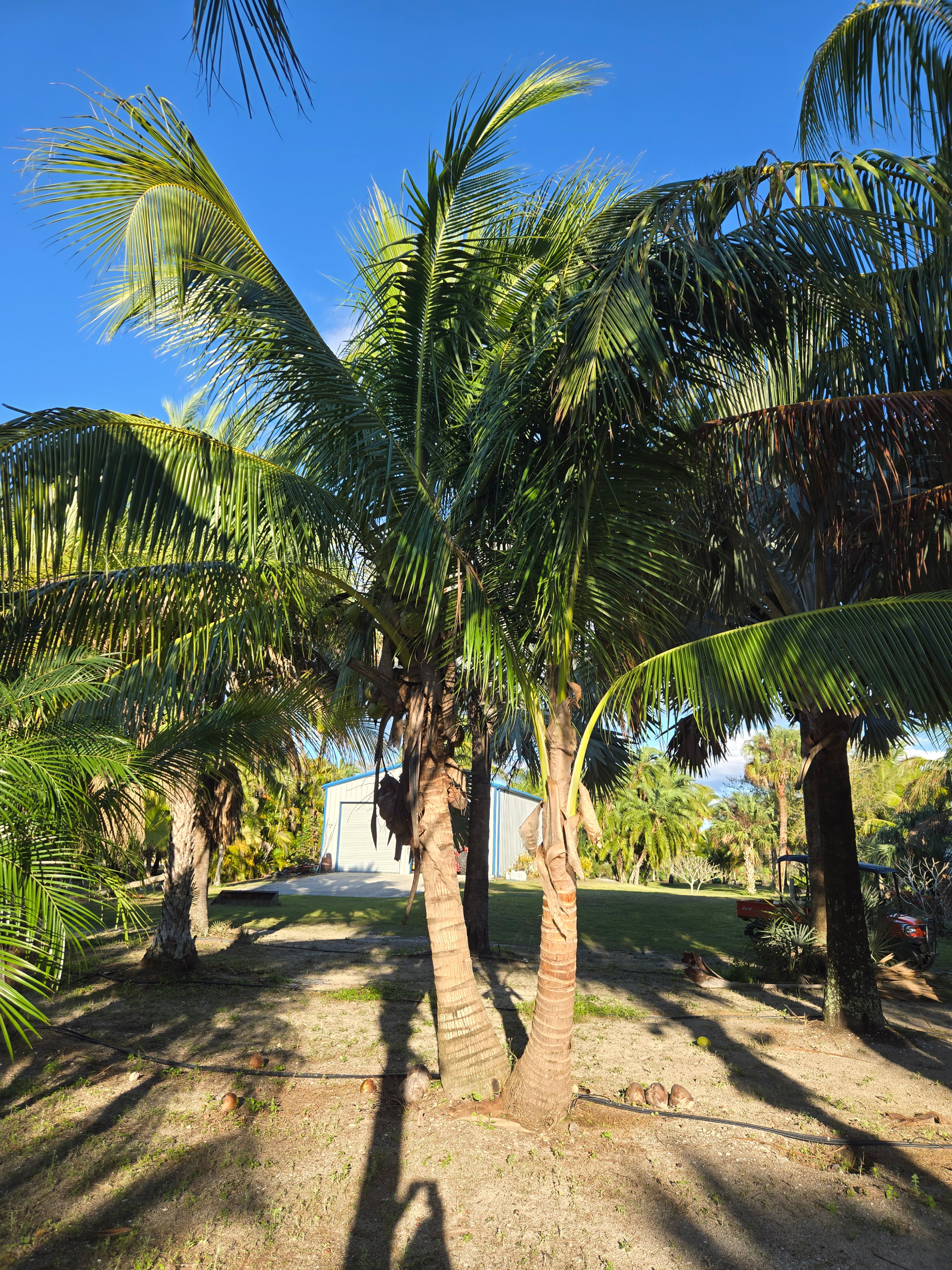 coconut palm tree hobe sound coconut palm tree hobe sound