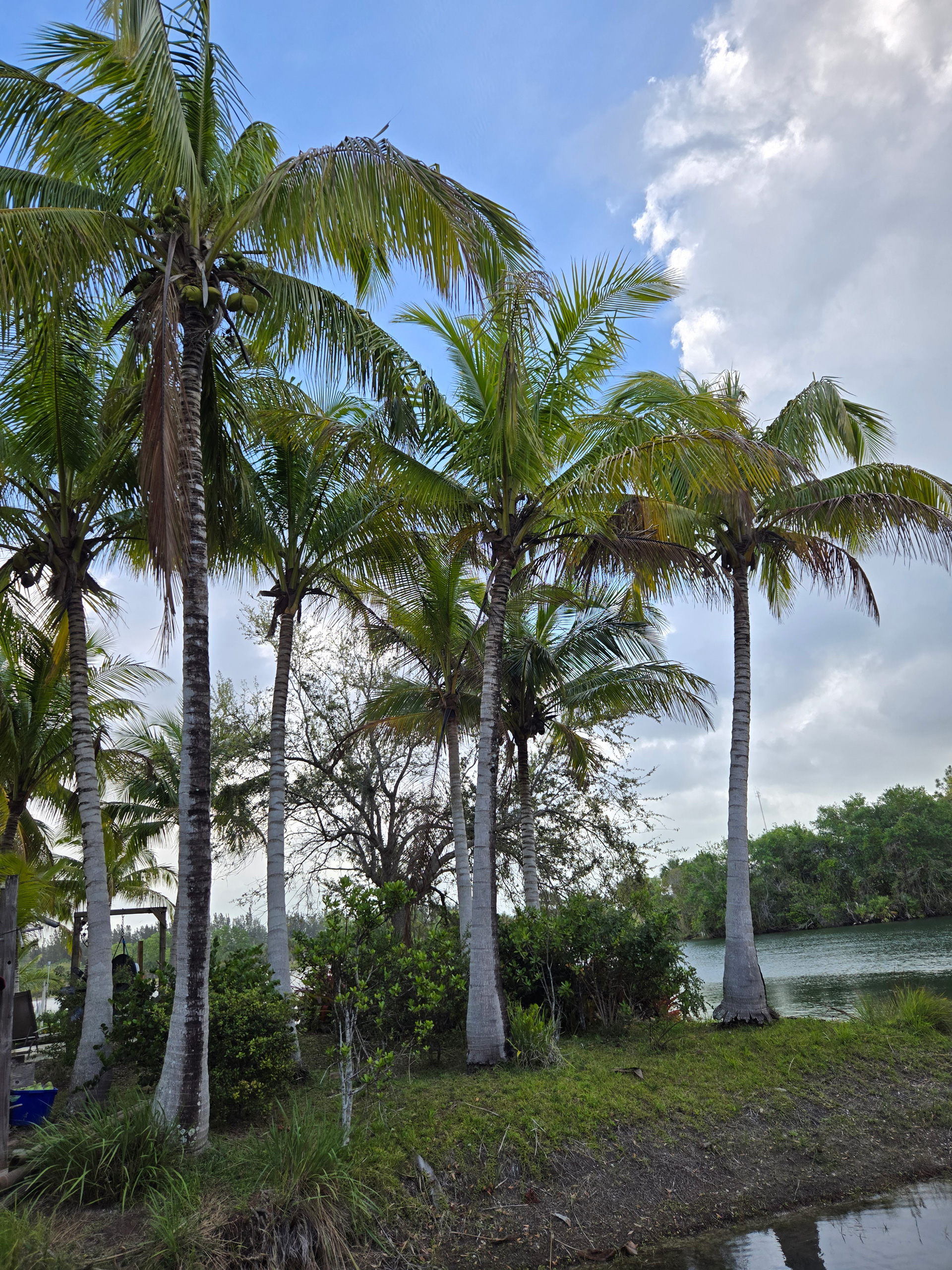 coconut palm tree hobe sound with lake in the background coconut palm tree hobe sound with lake in the background