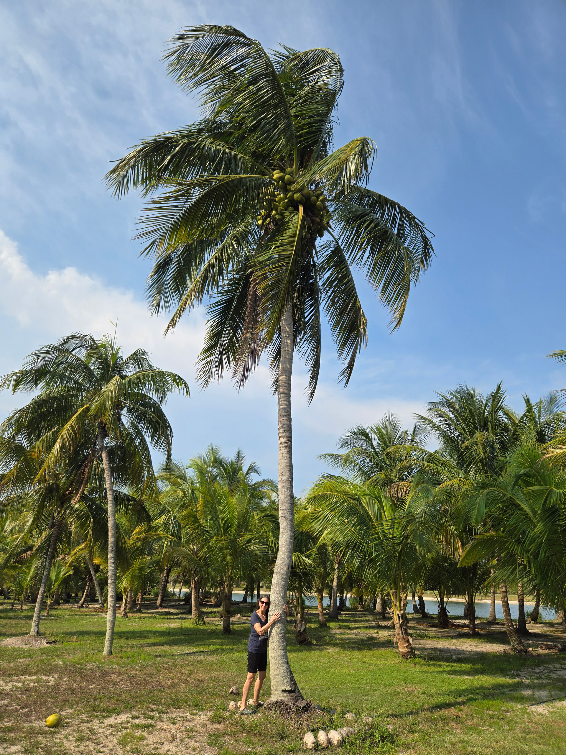 coconut palm tree hobe sound with woman next to large tree coconut palm tree hobe sound with woman next to large tree