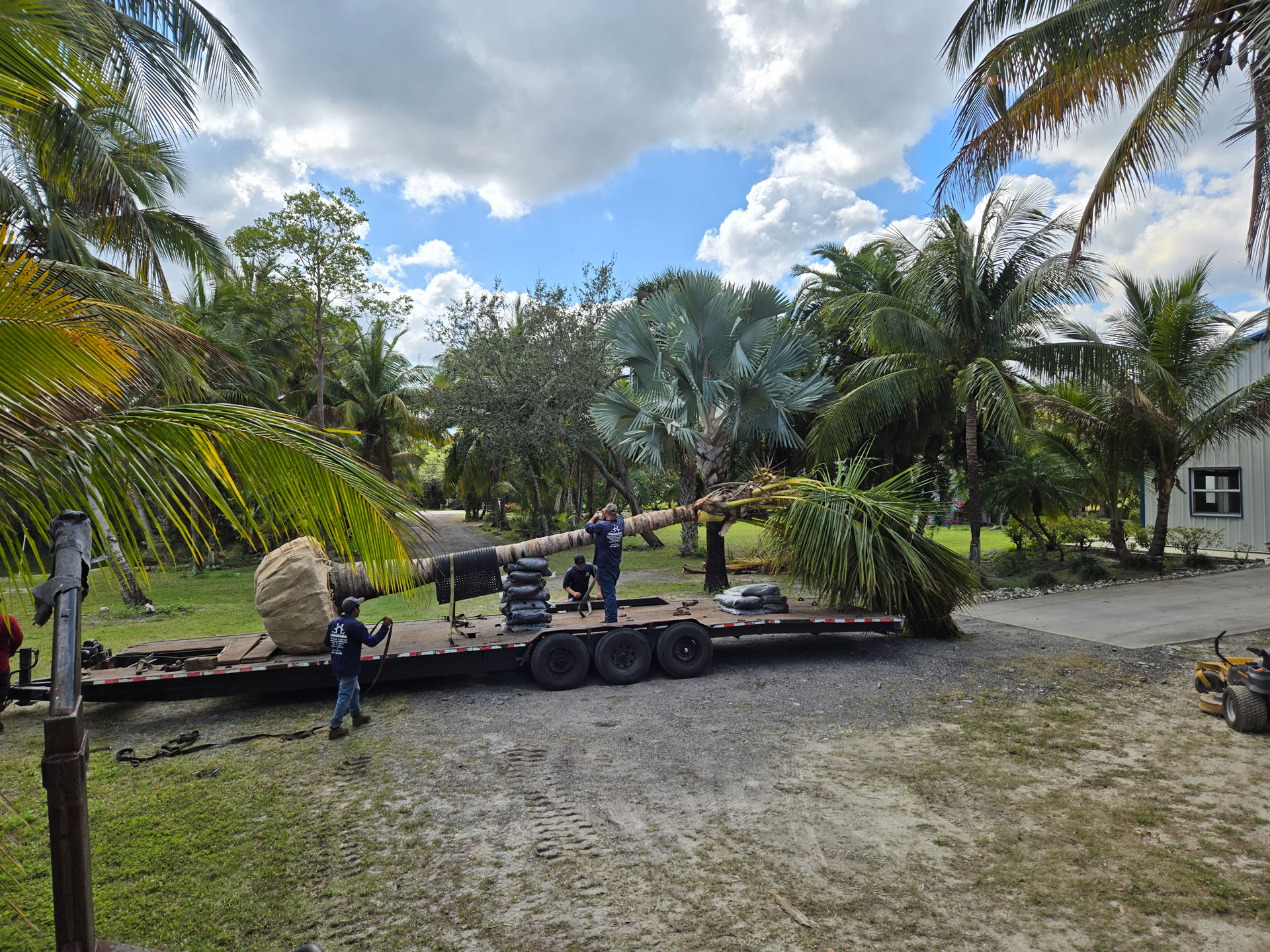Hobe sound palm trees loading large coconut palm for transport Hobe sound palm trees loading large coconut palm for transport