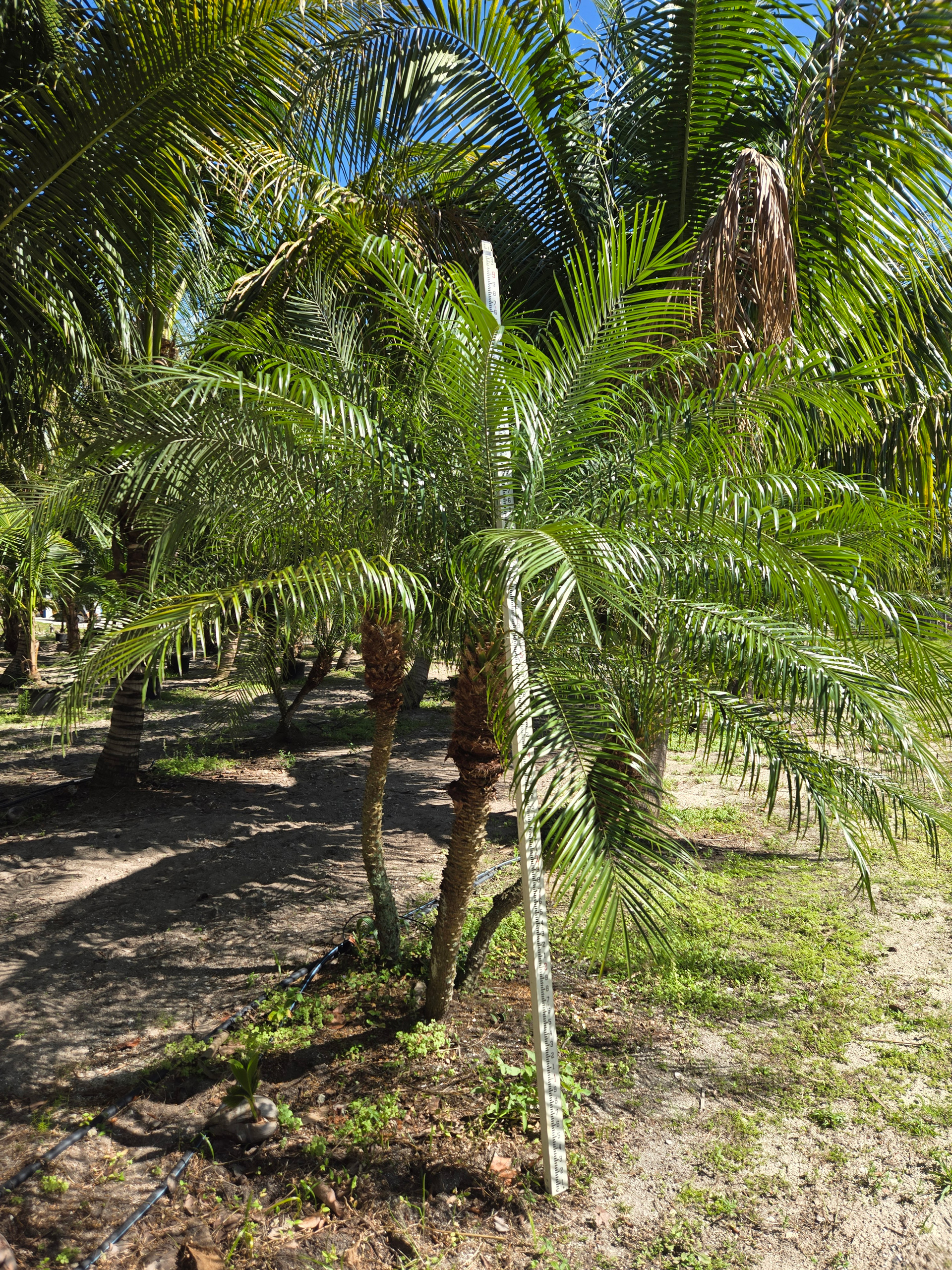 robelenii palm tree hobe sound being measured robelenii palm tree hobe sound being measured