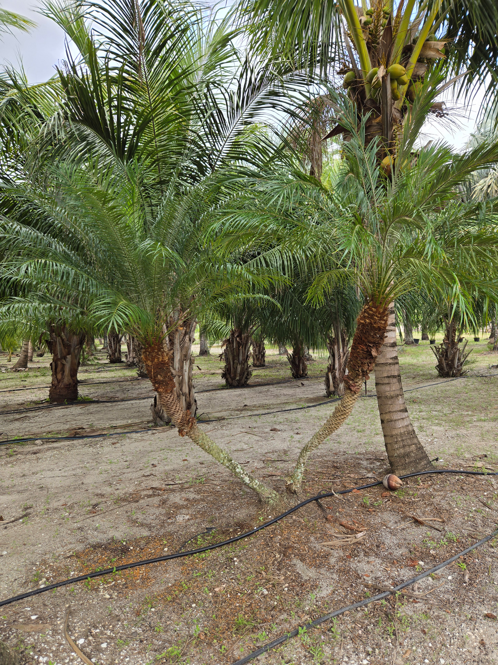 robelenii palm tree hobe sound with two trunks robelenii palm tree hobe sound with two trunks