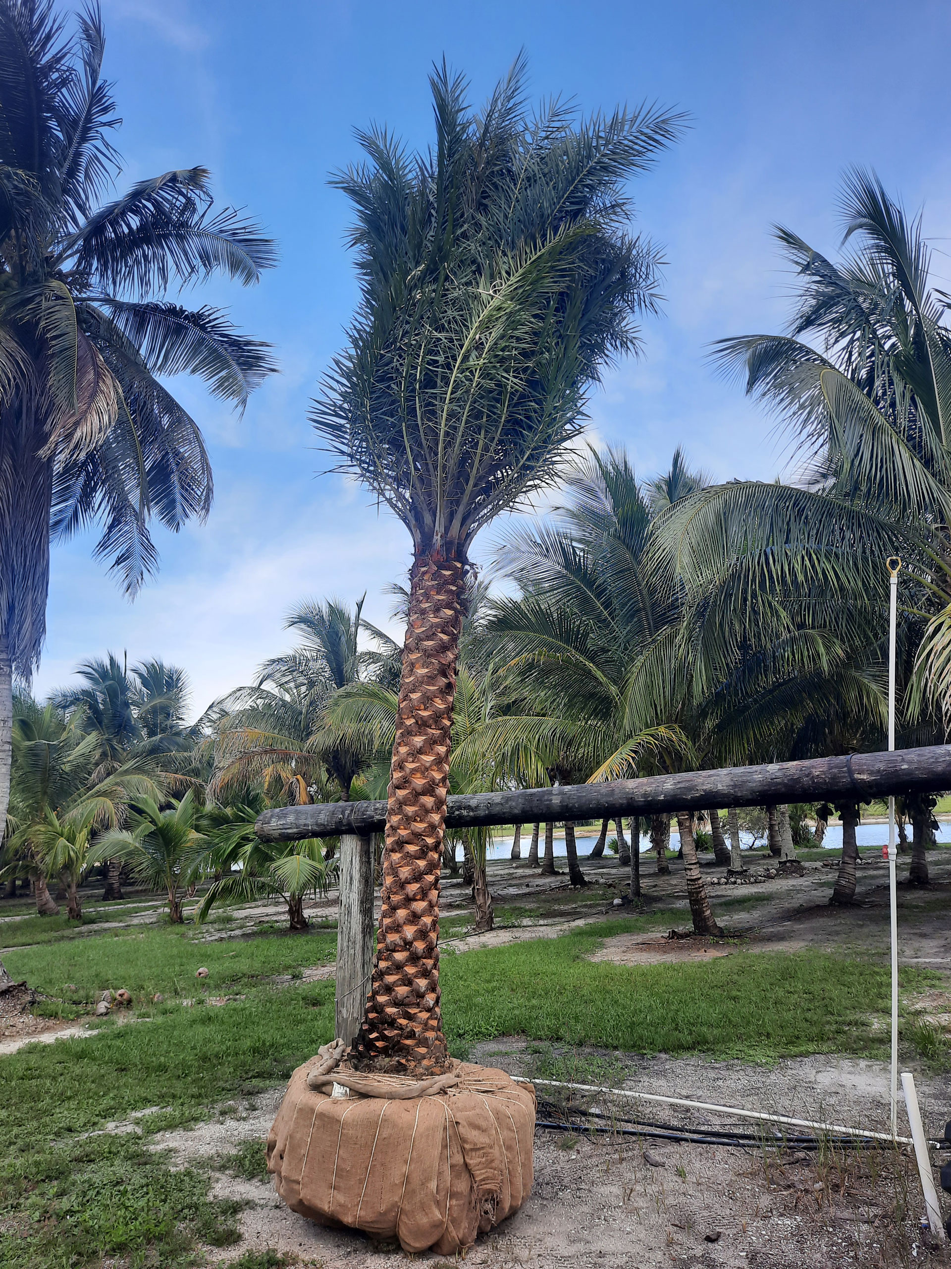 Sylvester Wild Date Palm Hobe Sound Sylvester Wild Date Palm Hobe Sound