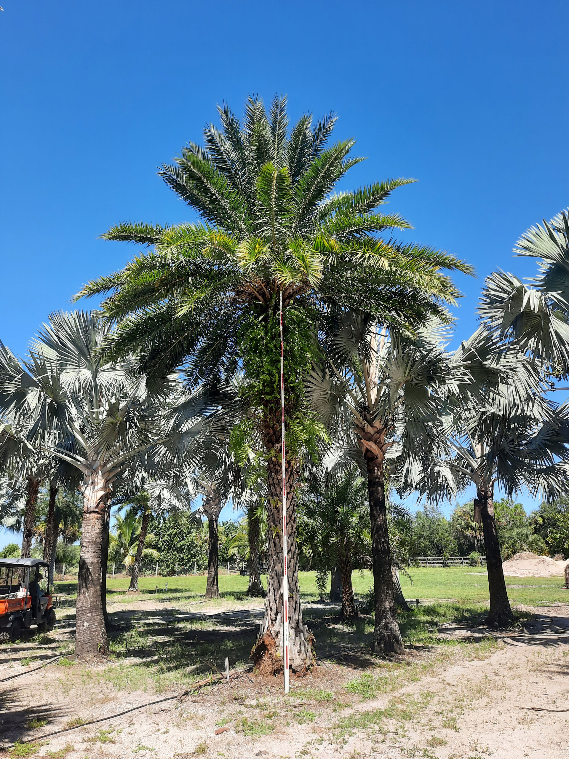 Sylvester Wild Date Palm Hobe Sound being measured Sylvester Wild Date Palm Hobe Sound being measured