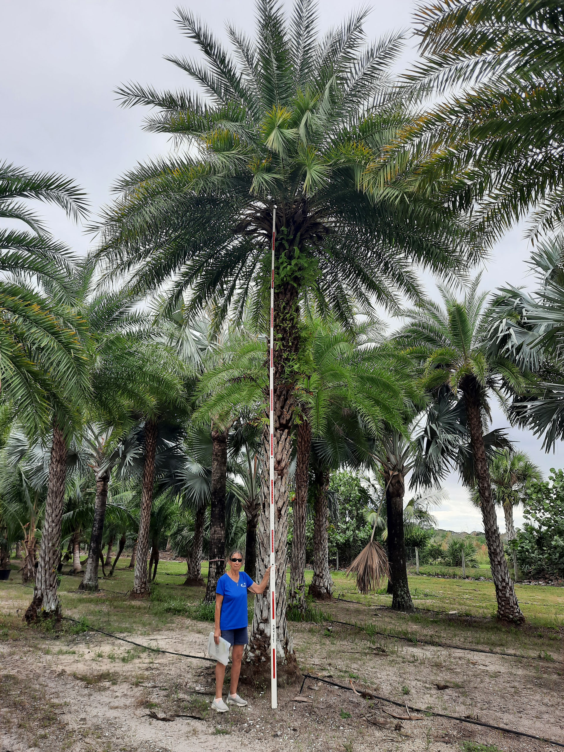 Sylvester Wild Date Palm Hobe Sound with measuring stick for height Sylvester Wild Date Palm Hobe Sound with measuring stick for height