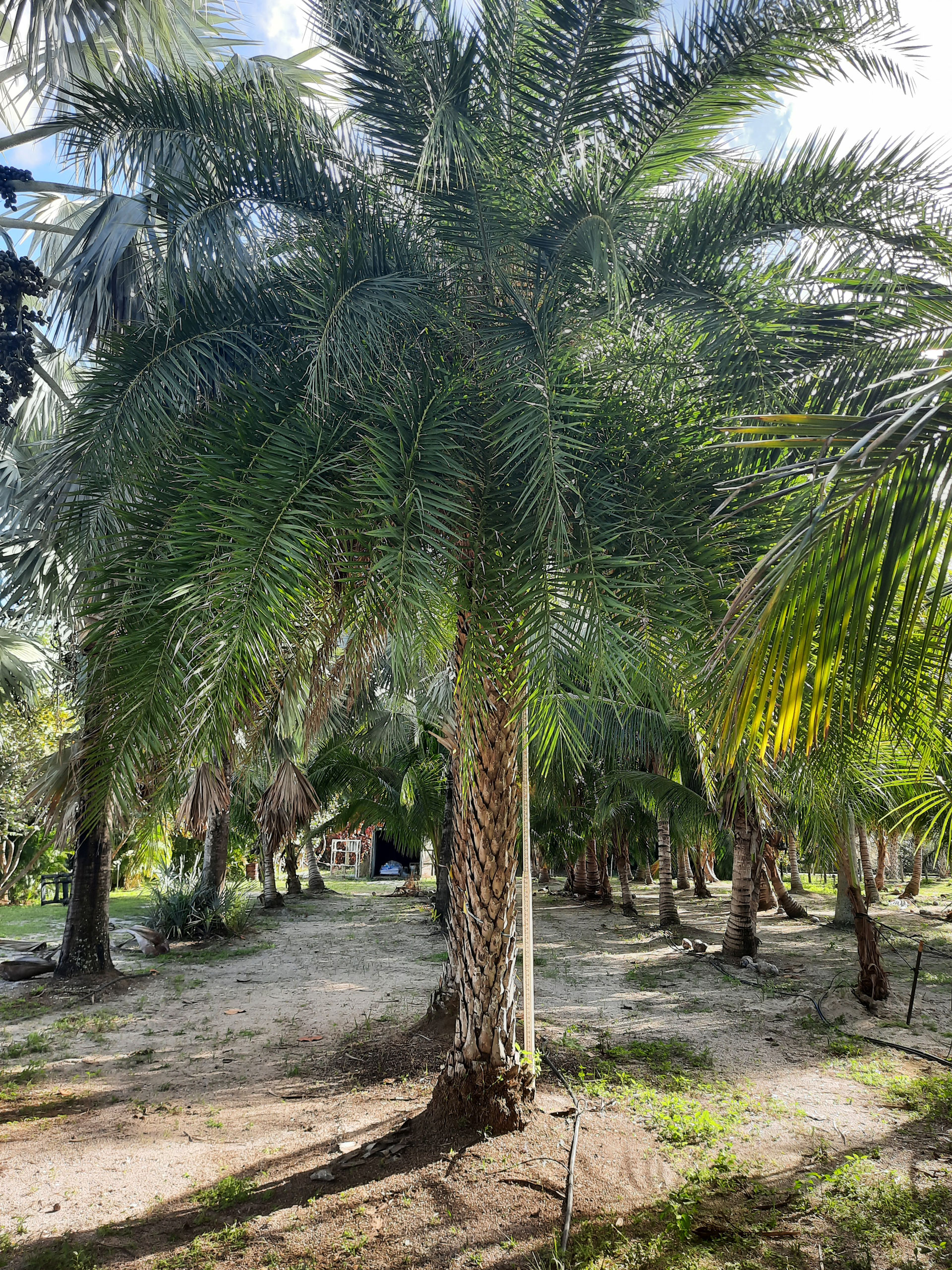 Sylvester Wild Date Palm Hobe Sound Sylvester Wild Date Palm Hobe Sound