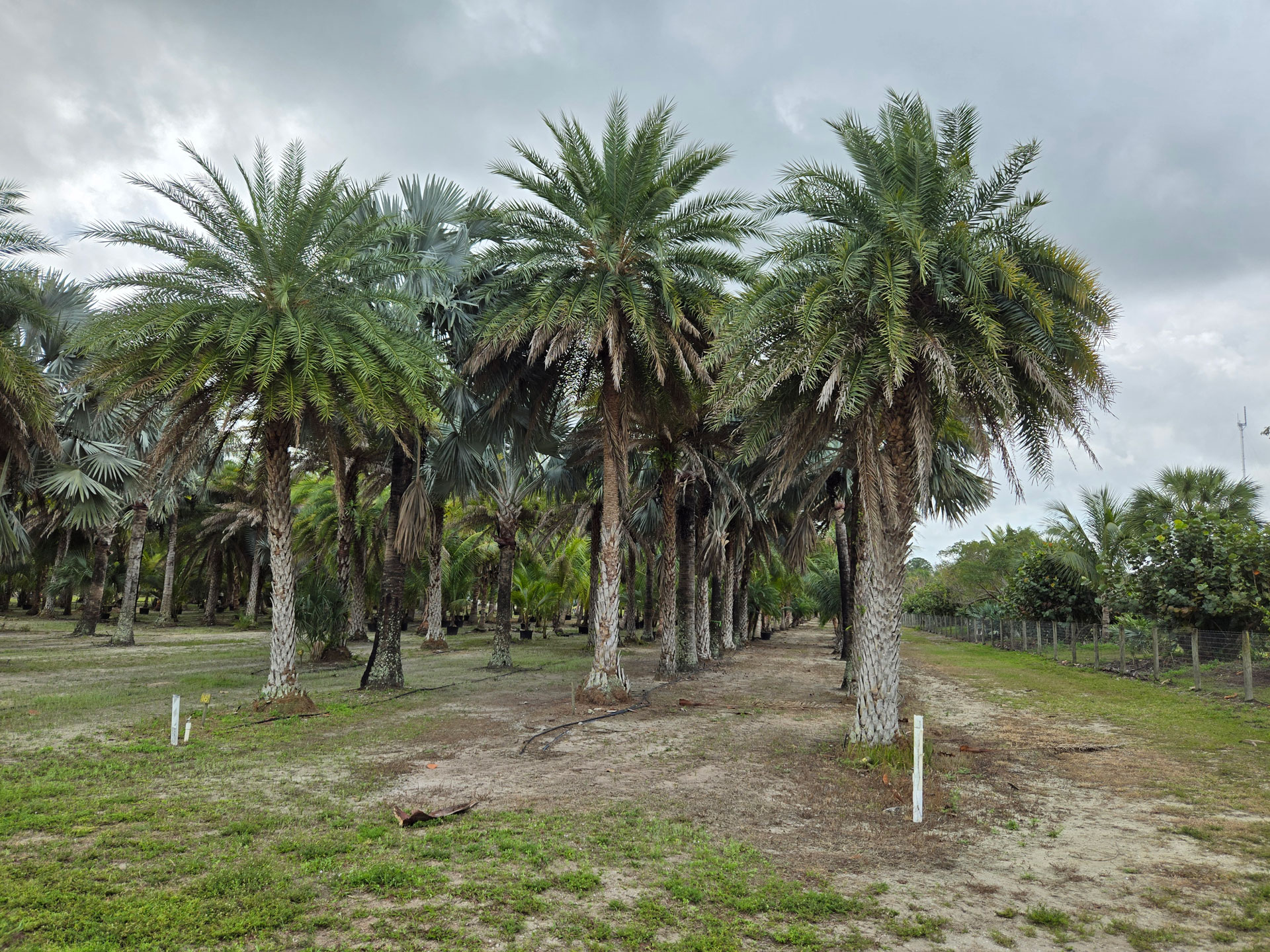 Sylvester Wild Date Palm Hobe Sound