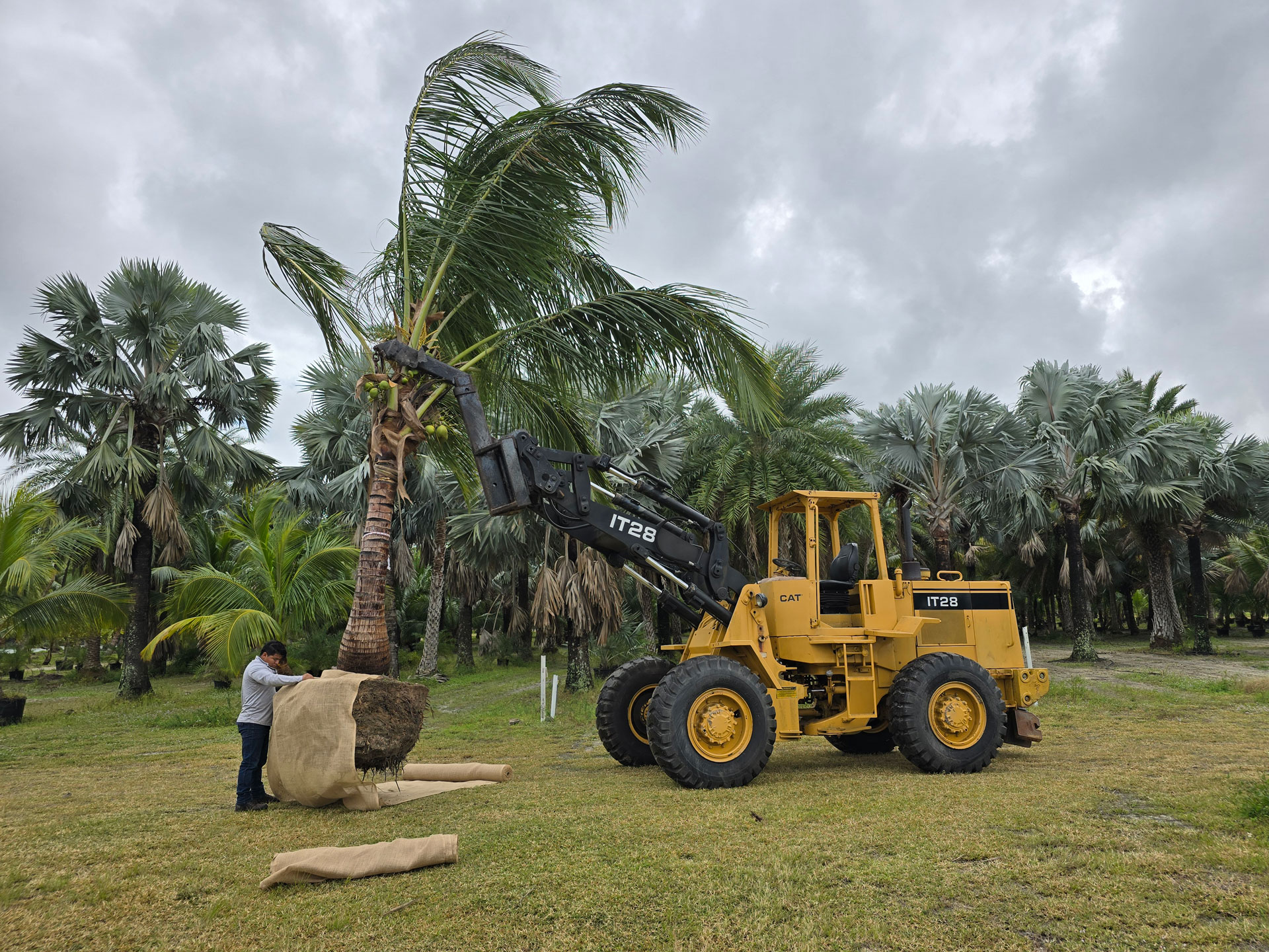 loading palm trees for transport with heavy equipment loading palm trees for transport with heavy equipment