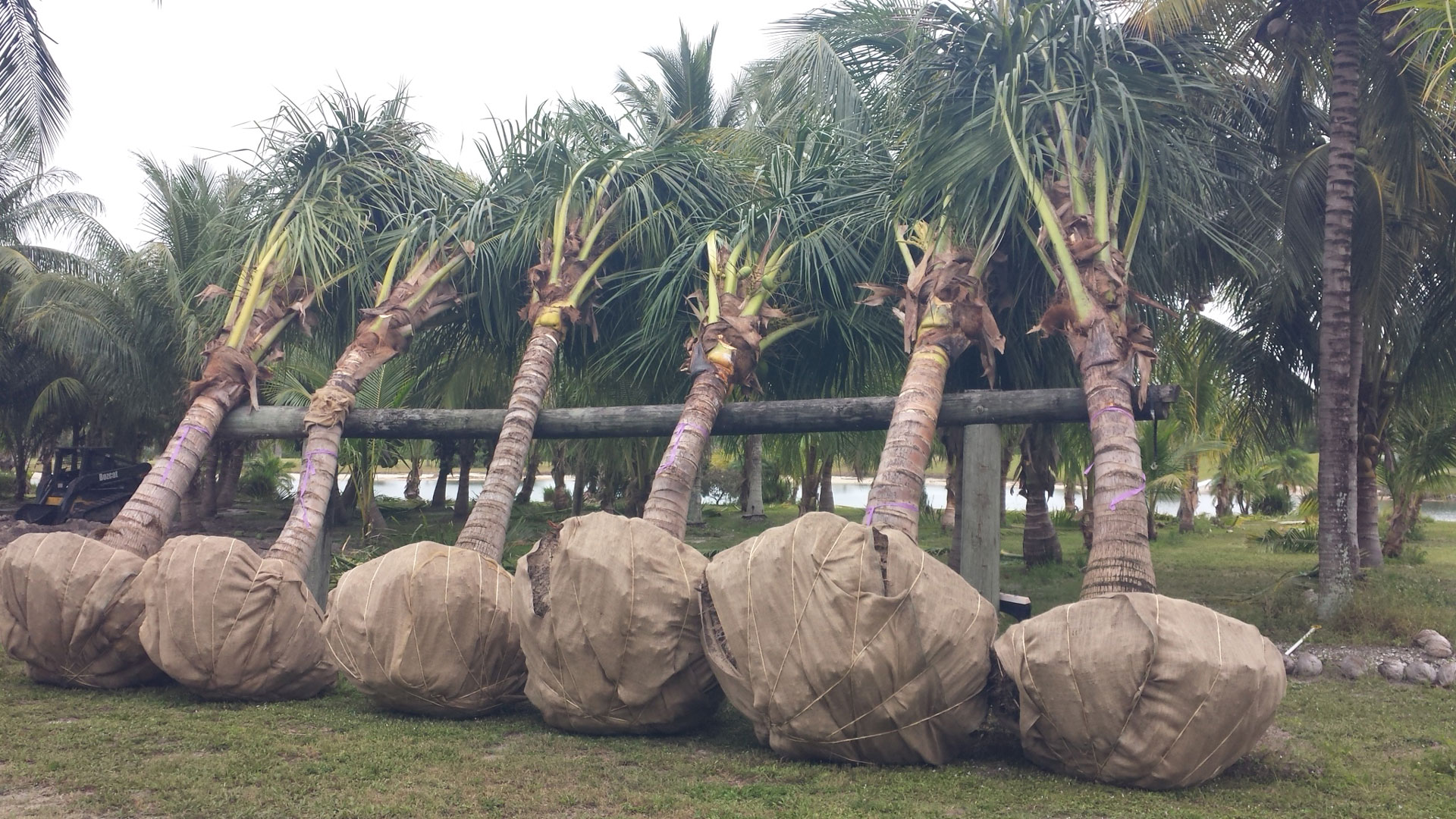 bundling palm trees for transport bundling palm trees for transport