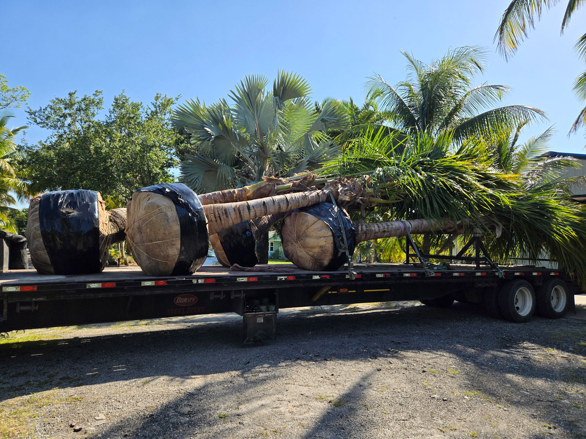 palm tree transport in hobe sound palm tree transport in hobe sound