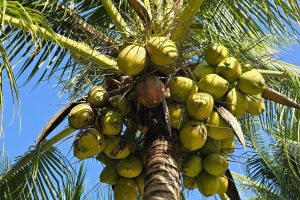 coconut palm trees in hobe sound florida