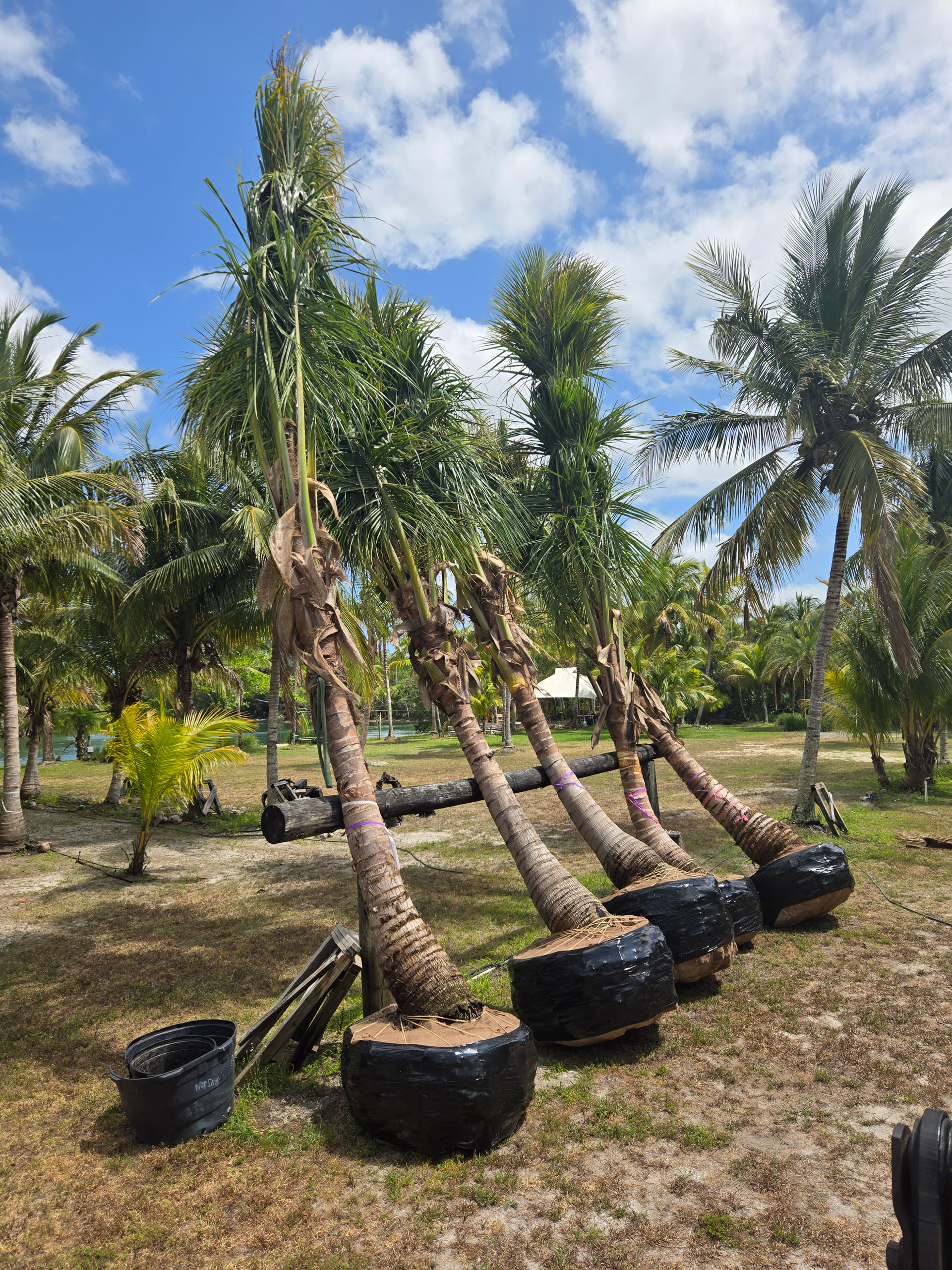 large coconut palms in pots in hobe sound florida large coconut palms in pots in hobe sound florida