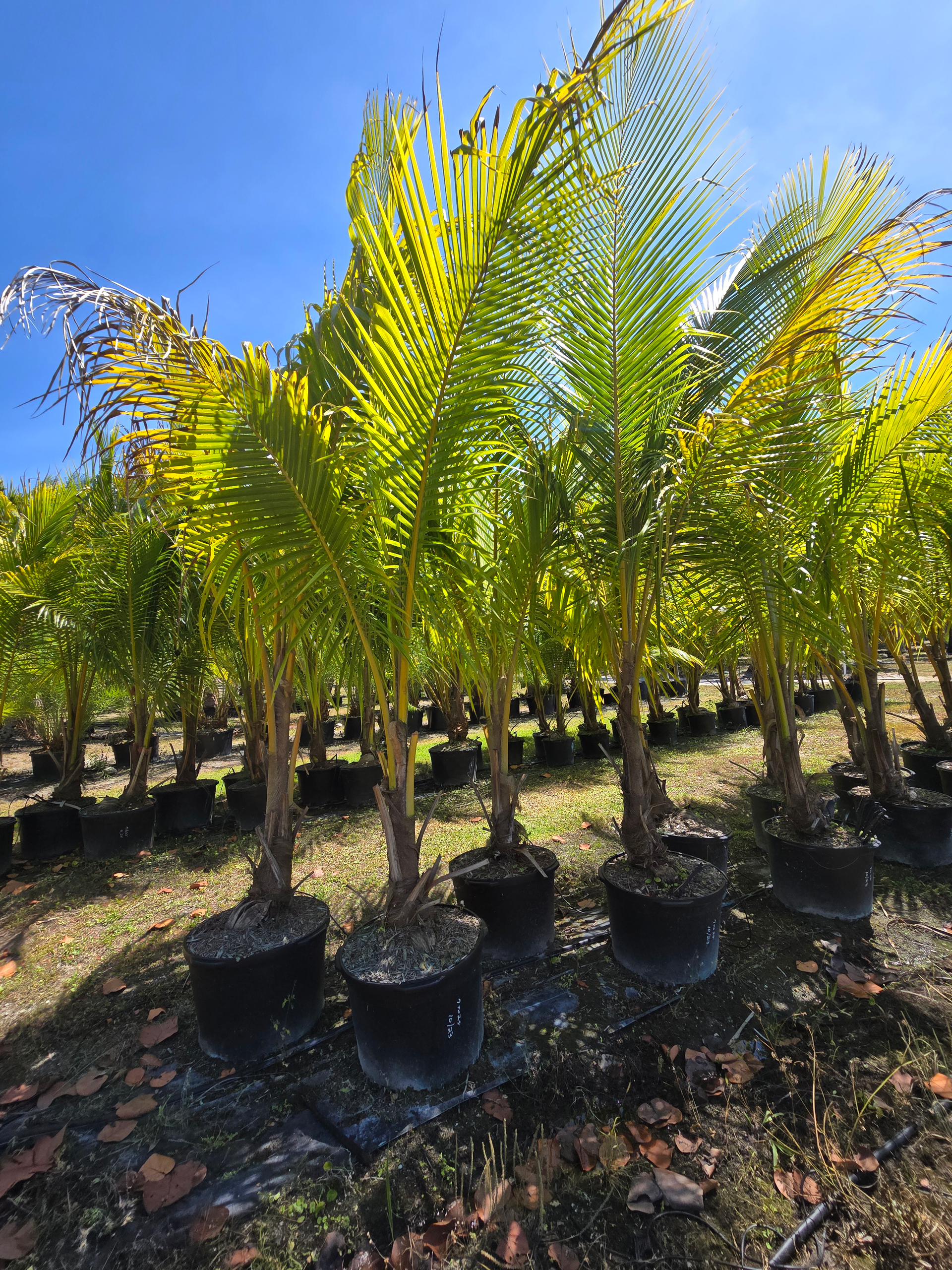 potted coconut palms for sale in florida hobe sound area potted coconut palms for sale in florida hobe sound area