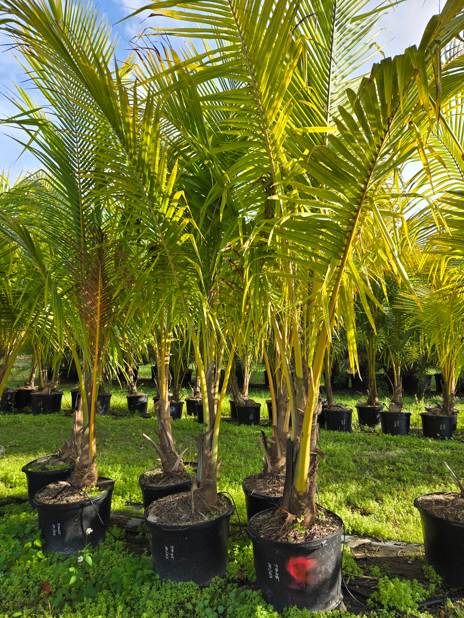 potted coconut palms for sale potted coconut palms for sale